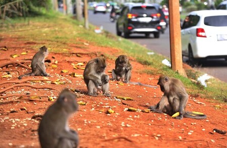 Ilustrasi monyet ekor panjang masuk ke permukiman.