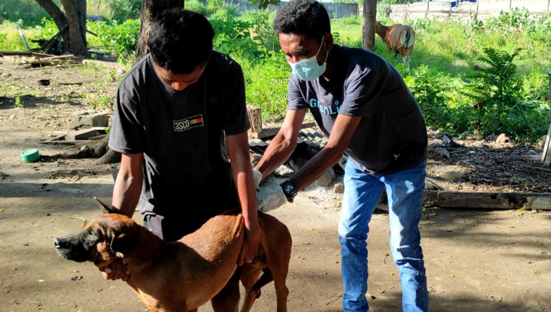 Seorang anak 7 tahun menjadi korban kelima dari gigitan anjing rabies. Total 5 orang meninggal di NTT akibat rabies.