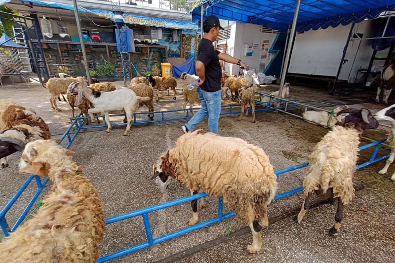 Idul Adha tidak lepas dari konsumsi daging kambing, sapi, domba, dan kerbau. Awas kolesterol tinggi. Yuk simak cara tetap sehat di Idul Adha