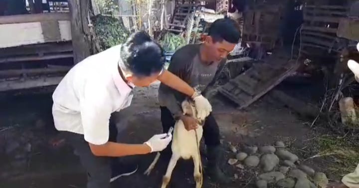 Petugas Dinas Peternakan Kota Tegal memeriksa hewan kurban