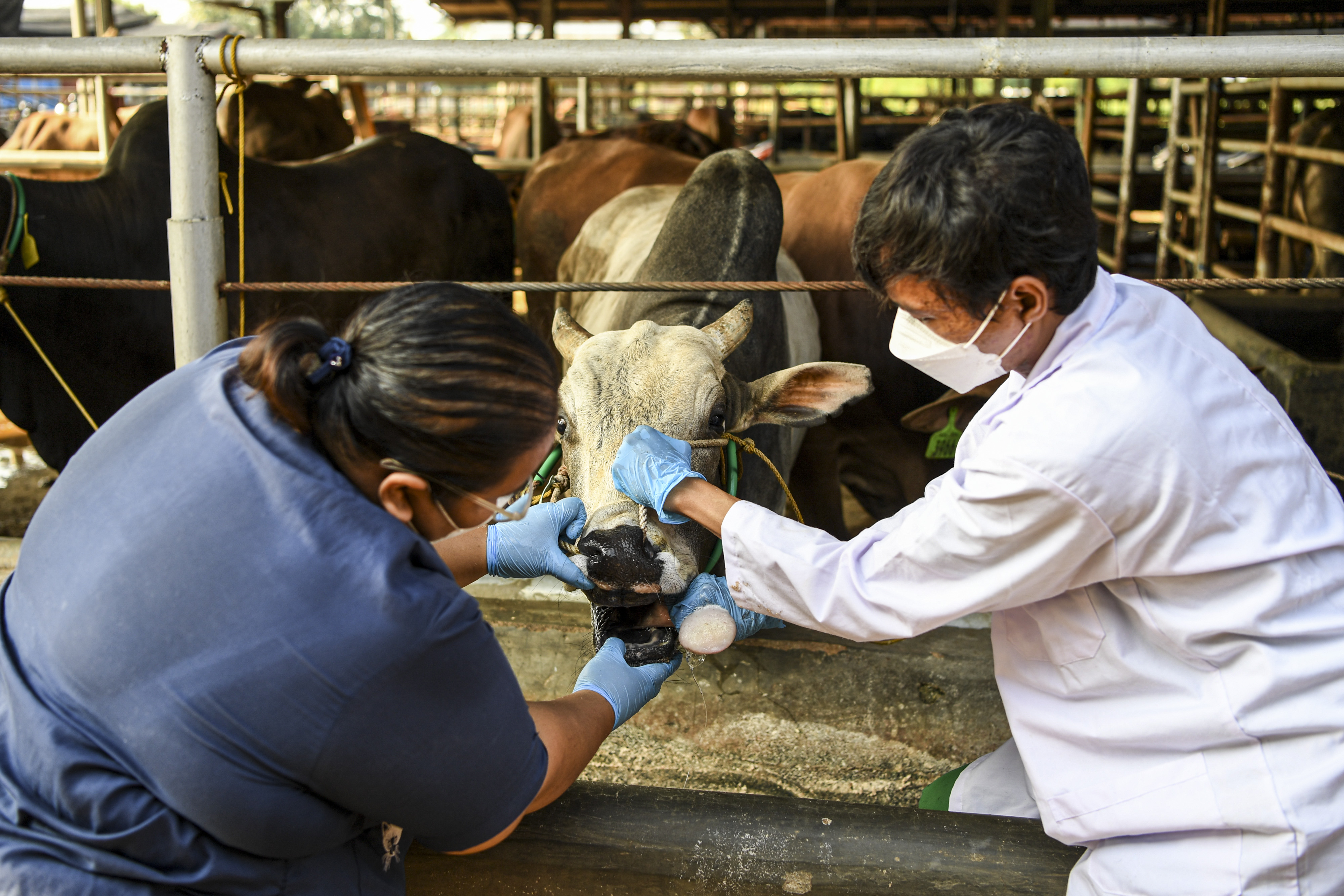 Sudin KPKP Jakbar Waspadai Penyakit Lato-Lato Jelang Lebaran