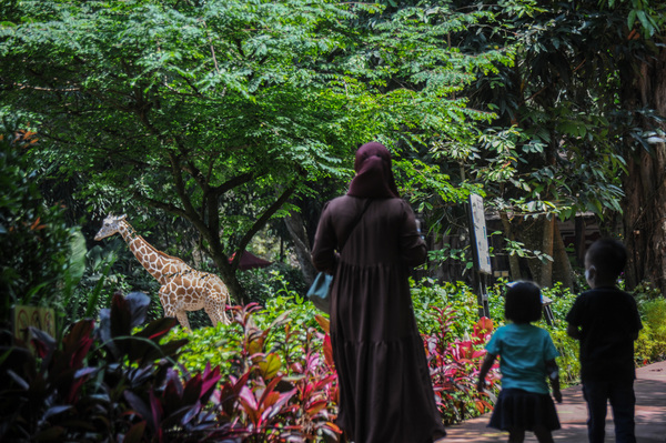 Pengunjung melihat jerapah di Kebun Binatang Bandung, Jawa Barat.
