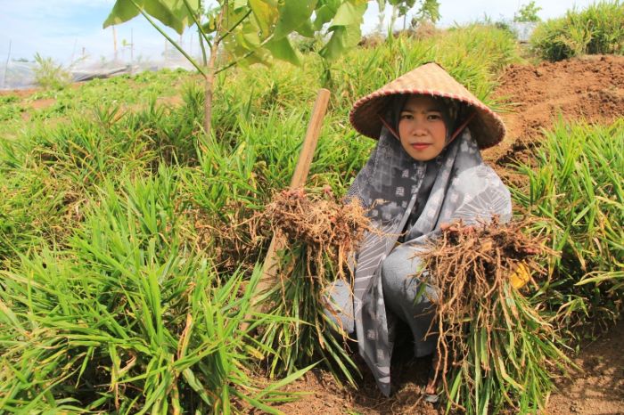 Seorang warga memanen hasil kebun yang ada di kawasan lingkup program Perhutanan Sosial