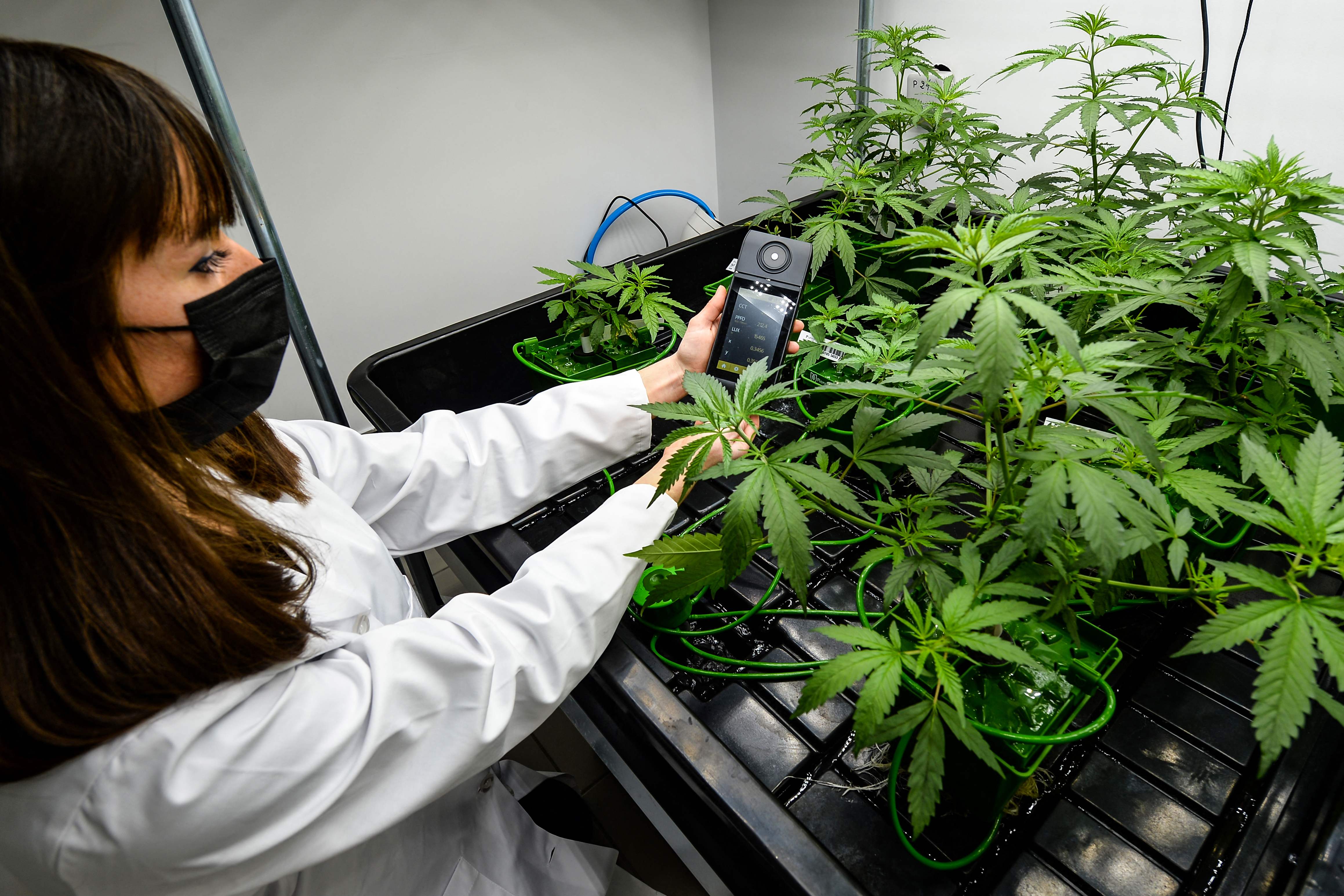 ilustrasi: Tanaman yang mengandung CBD, zat ganja, yang dikembangkan sebuah perusahaan farmasi di Prancis