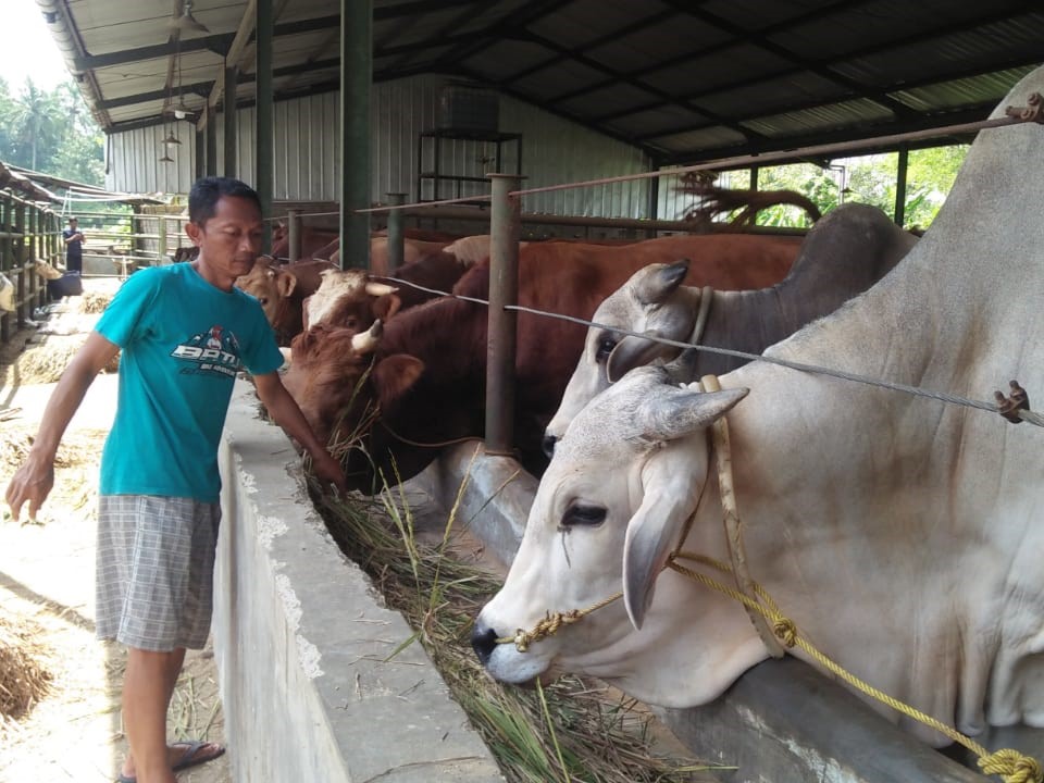 Seorang pekerja sedang memberikan pakan sapi kurban berada di Kecamatan Kawalu, kota Tasikmalaya.