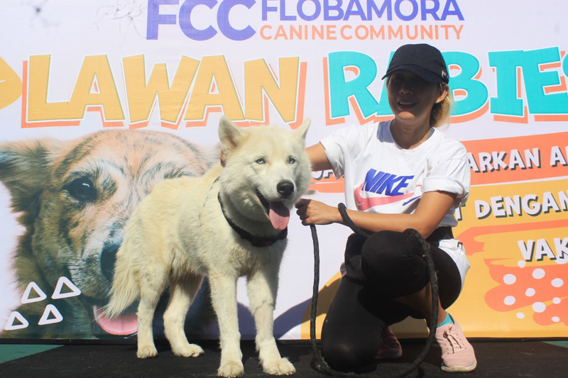 Sebanyak 50 anjing divaksin rabies di Kupang, NTT.