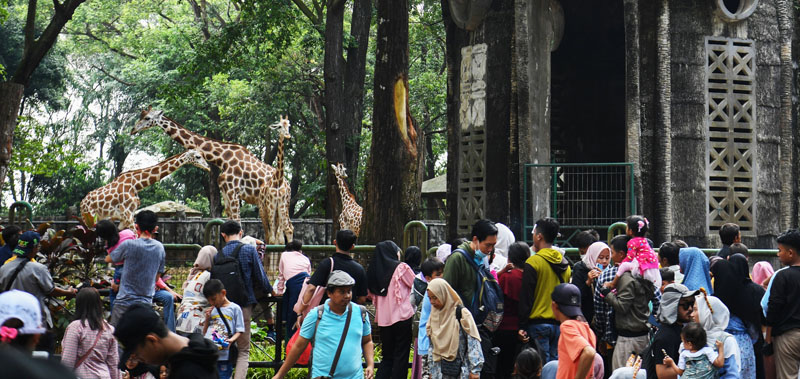 Jumlah pengunjung Taman Margasatwa Ragunan mencapai 152.691 pengunjung saat libur panjang.