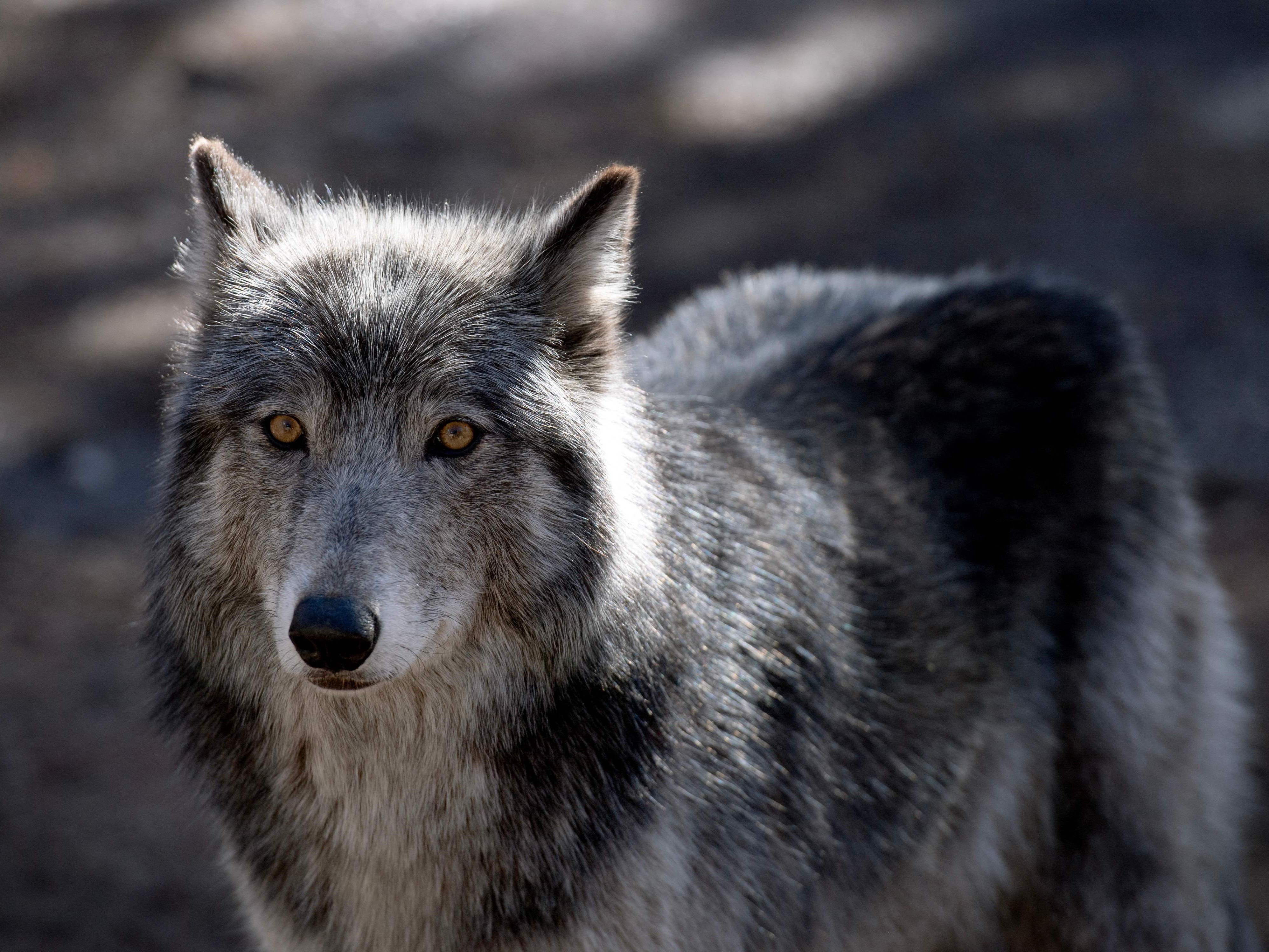 Seekor serigala berdiri di dalam kandangnya di Colorado Wolf and Wildlife Center (CWWC) di Divide, Colorado, pada 28 Maret 2023.