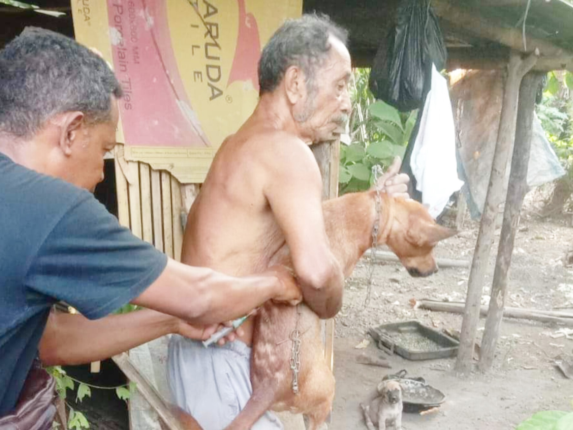 Anjing milik warga di daerah Flores tengah divaksinasi rabies.