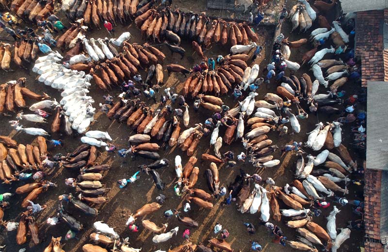 Ilustrasi - Bingung memilih hewan kurban? Berikut empat tips memilih hewan kurban yang dibagikan Pemprov DKI Jakarta.