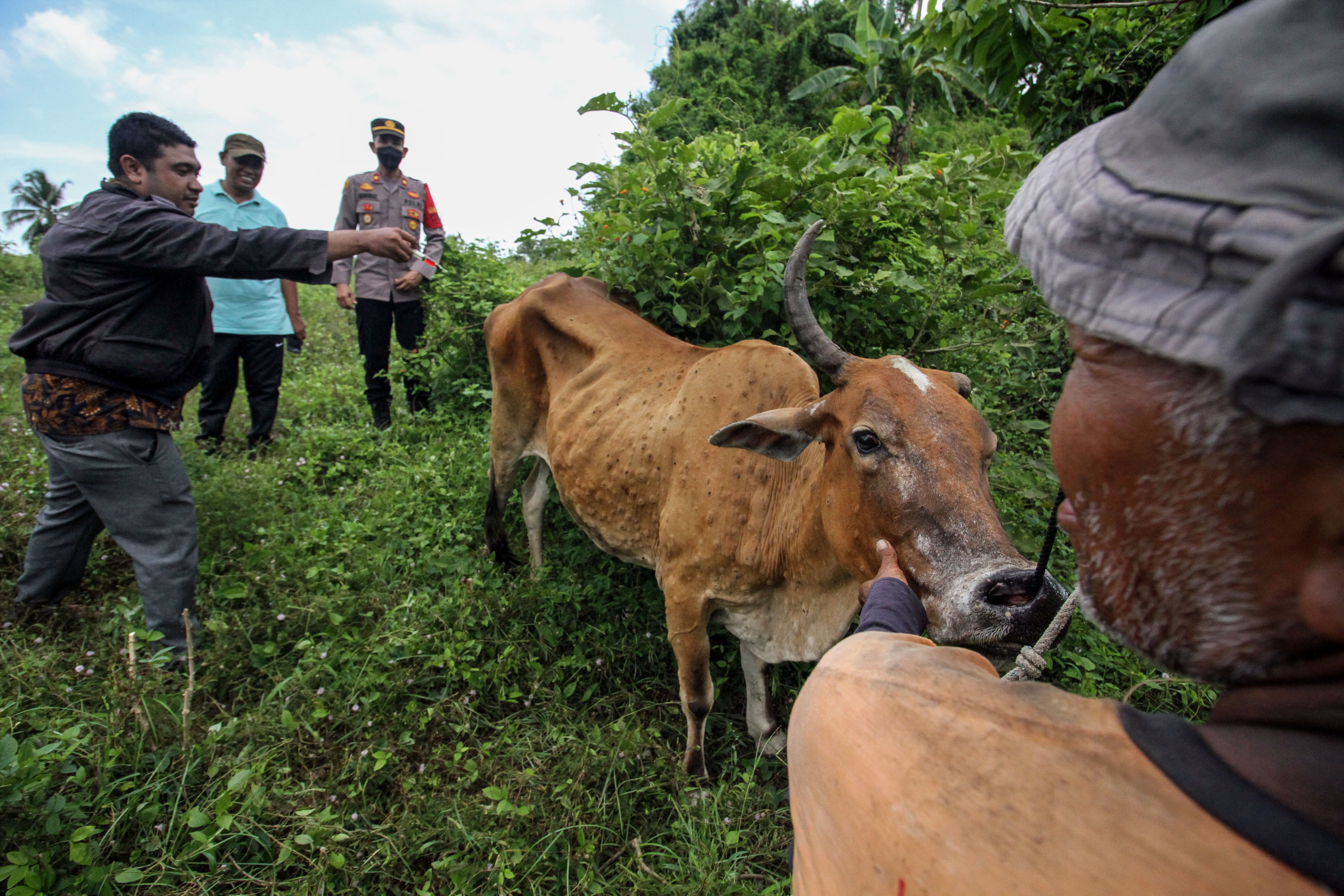 Sapi yang terjangkit Lumpy skin disease (LSD) atau lato-lato ditandai dengan benjolan pada kulitnya.