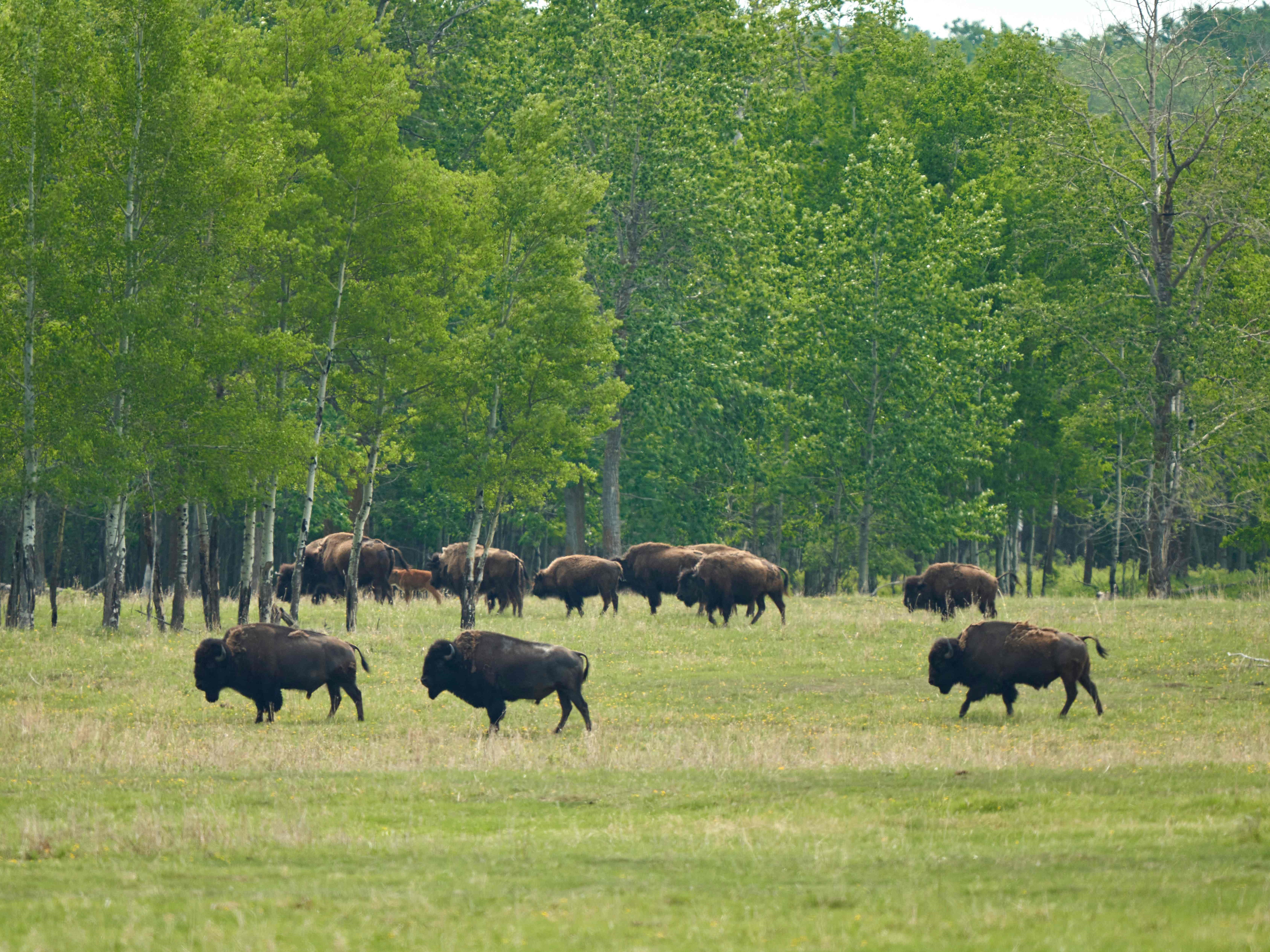 Sempat Hampir Punah, Bison Berkembang lagi di Kanada Barat