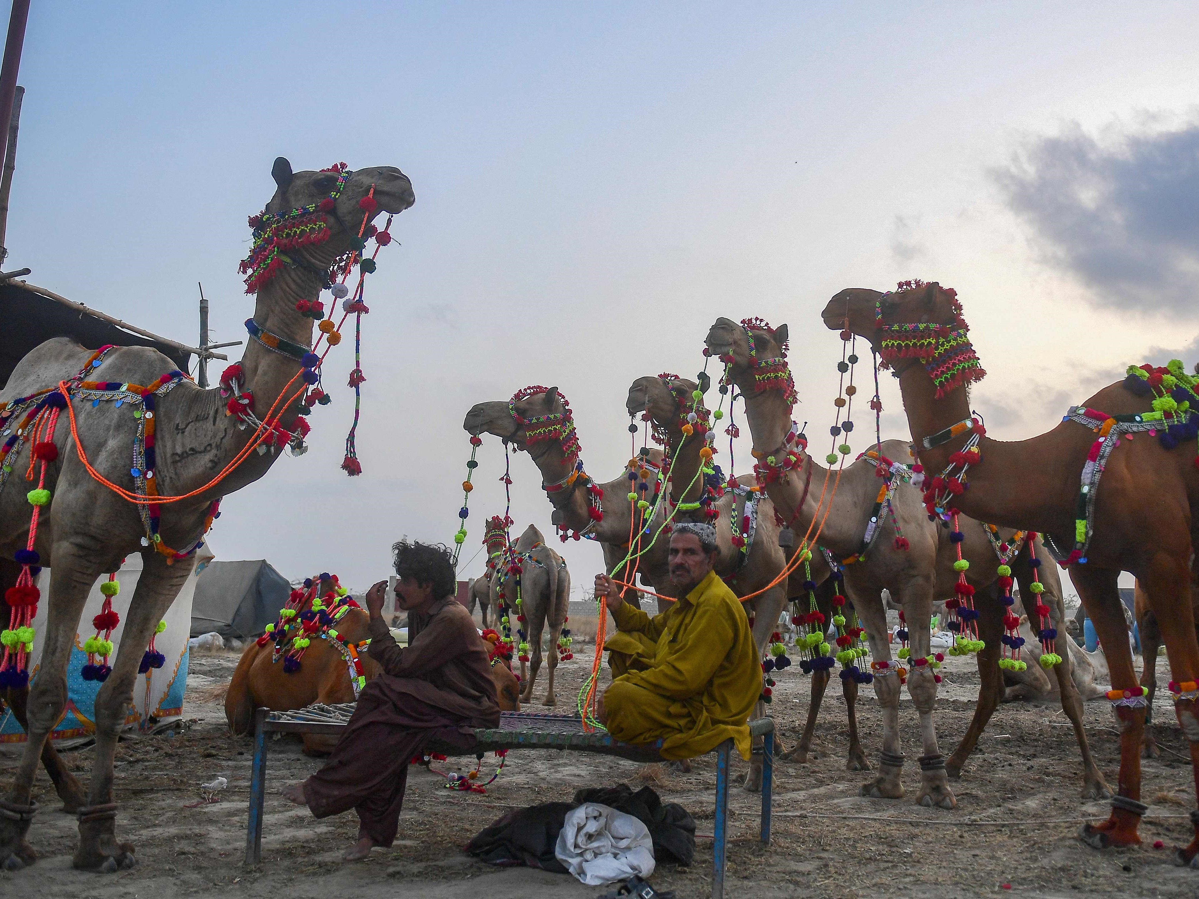 Penjual ternak menunggu pelanggan di pasar unta menjelang Idul Adha di pinggiran Karachi, Pakistan, pada 19 Juni 2023.