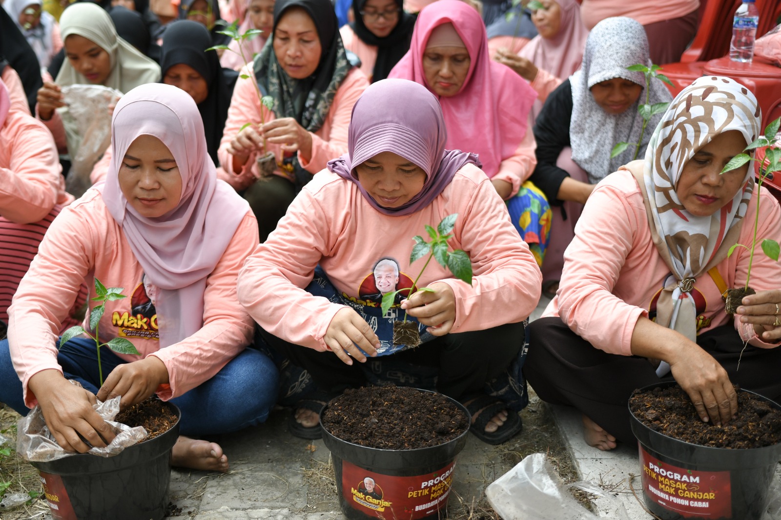 Pelatihan menanam cabai 