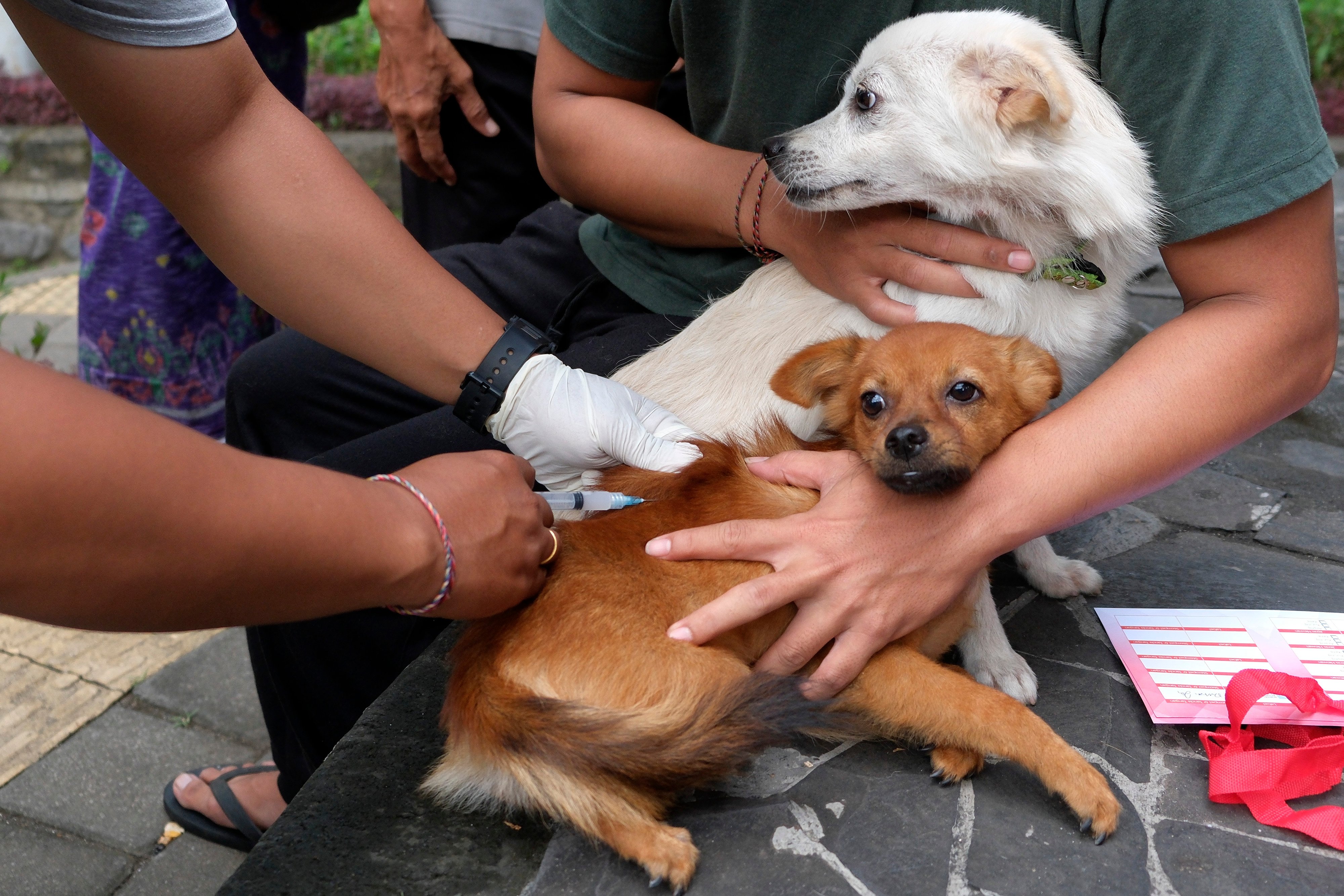 Petugas tengah menyuntikkan vaksin ke dua ekor anjing di Bali