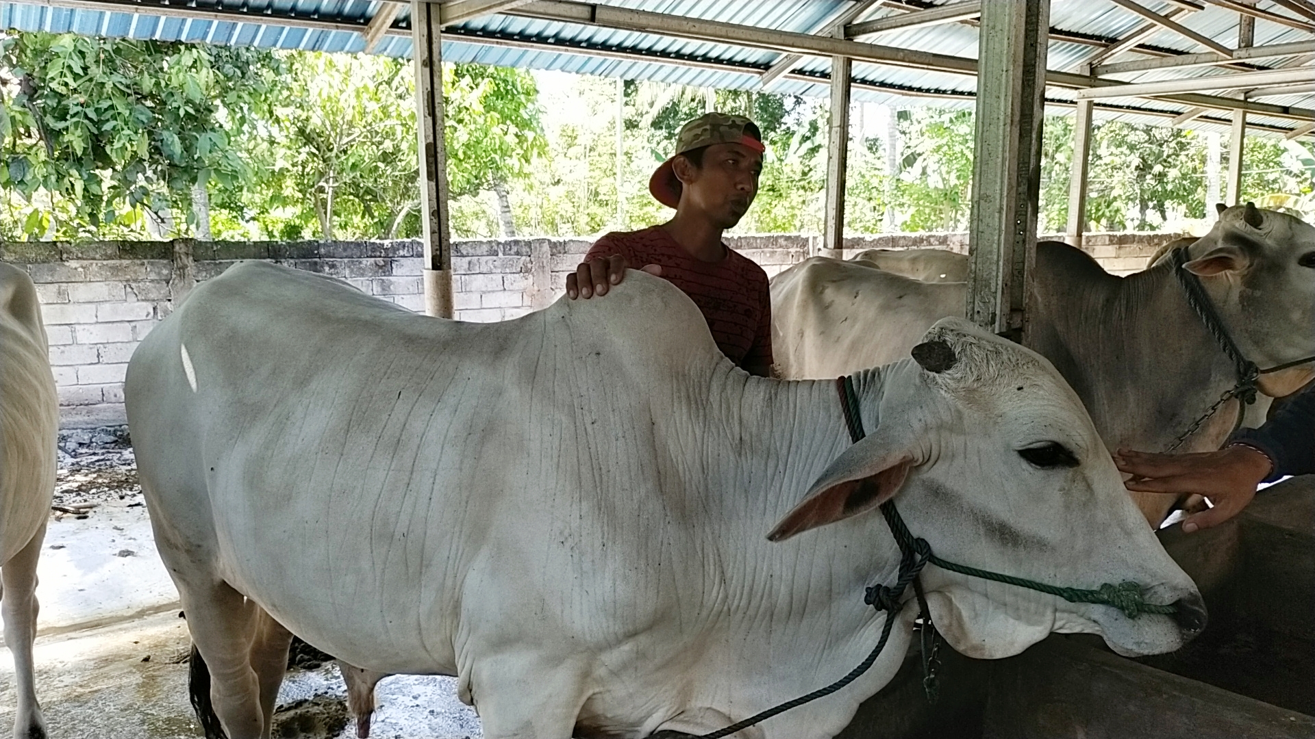 hewan Kurban di Sulawesi Tengah