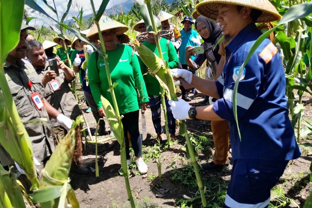 Panen jagung petani Maluku Utara.