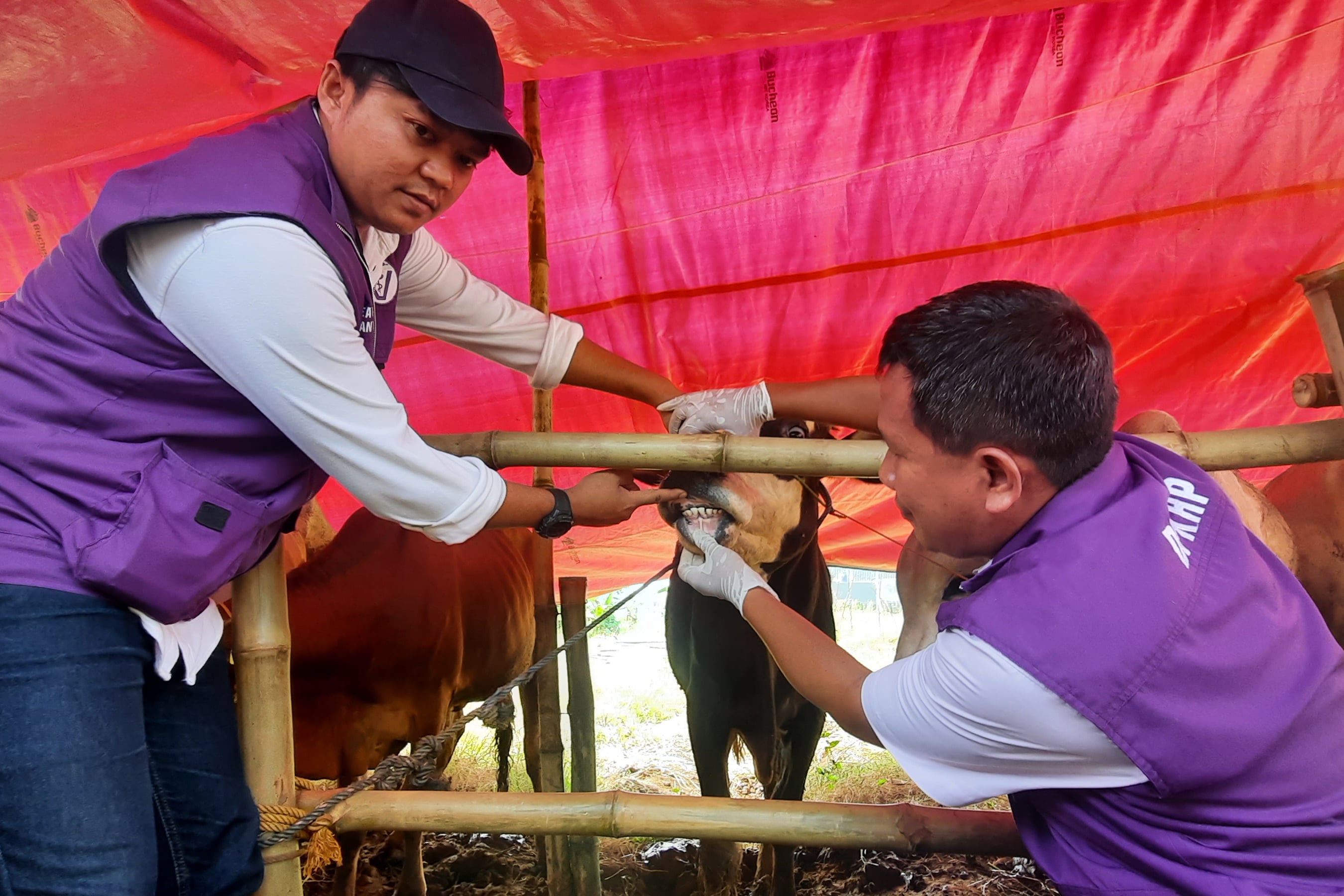 Tim Gabungan di Cianjur Cek Kesehatan Hewan Kurban