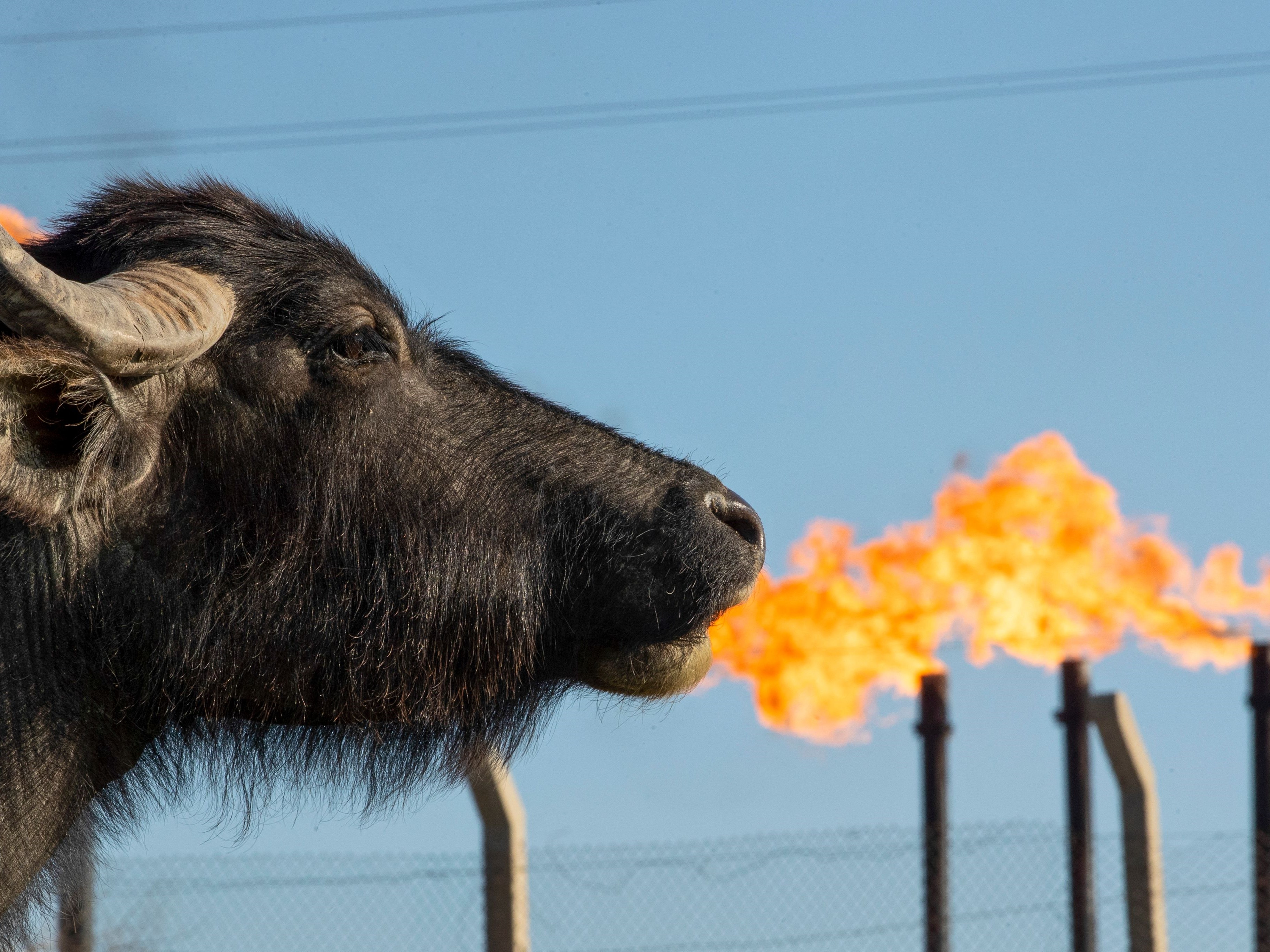 Seekor kerbau merumput di ladang depan ladang minyak dan fasilitas Nahr Bin Omar dekat kota pelabuhan Basra, Irak selatan.