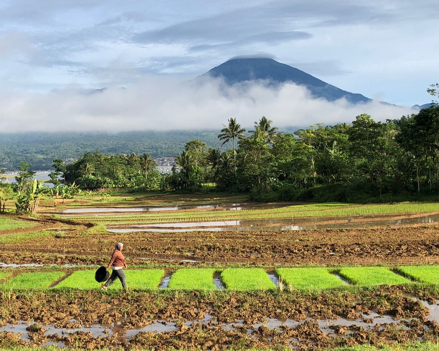 Sensus Pertanian Sebagai Cikal Bakal Penerapan Kebijakan 