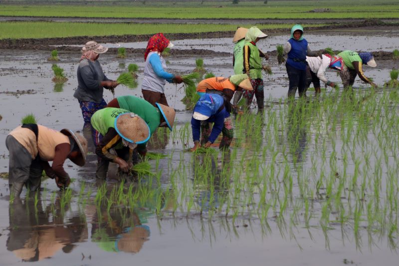 Para petani menanam padi di persawahan Kabupaten Jombang, Jawa Timur.
