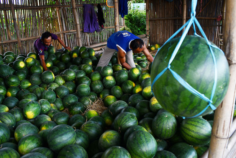 Ilustrasi - cara memilih semangka yang manis