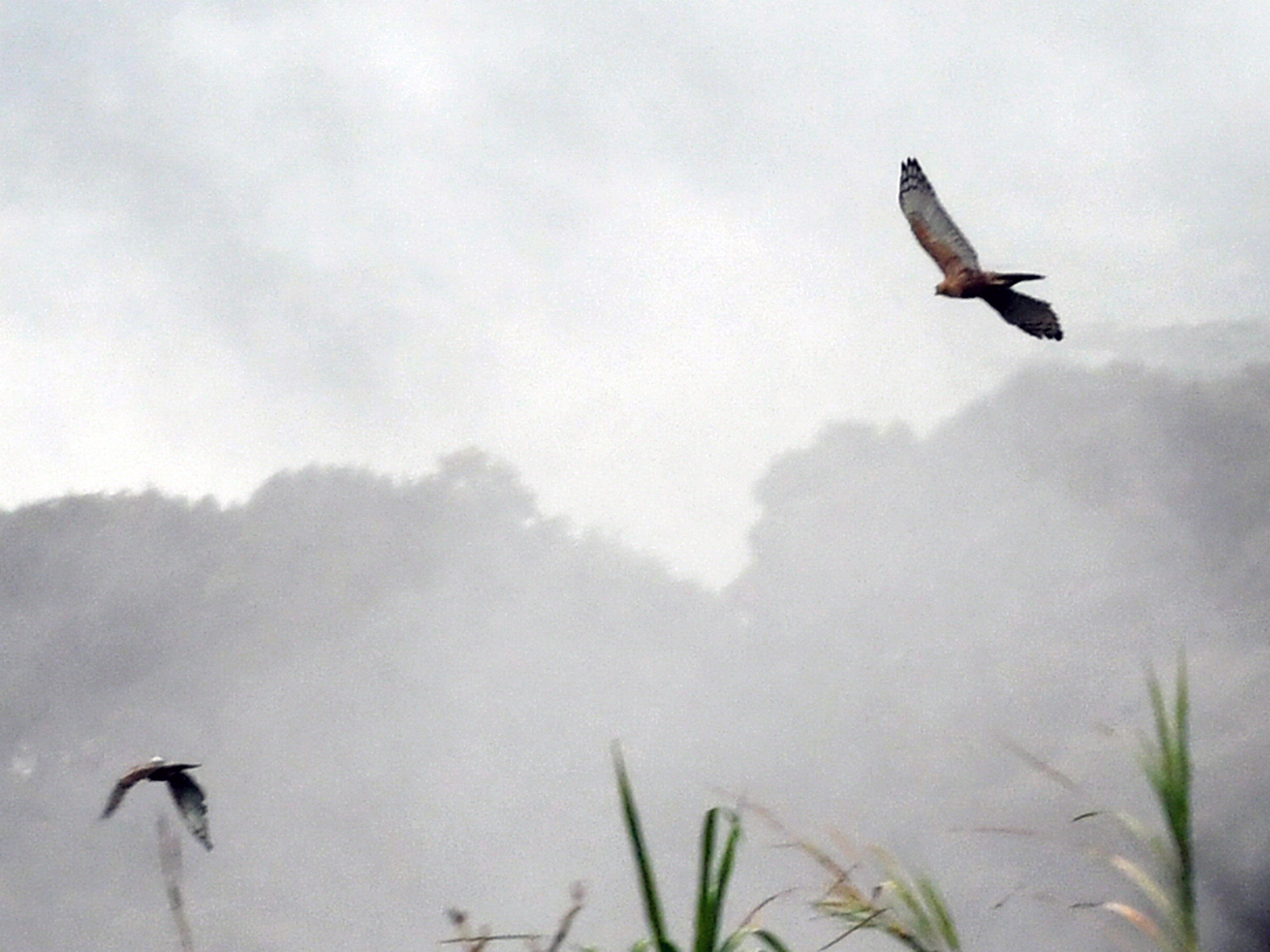Dua burung elang jawa (Nisaetus bartelsi) terbang diudara saat pelepasliaran di kaki Gunung Gede Pangrango, Taman Safari Indonesia.