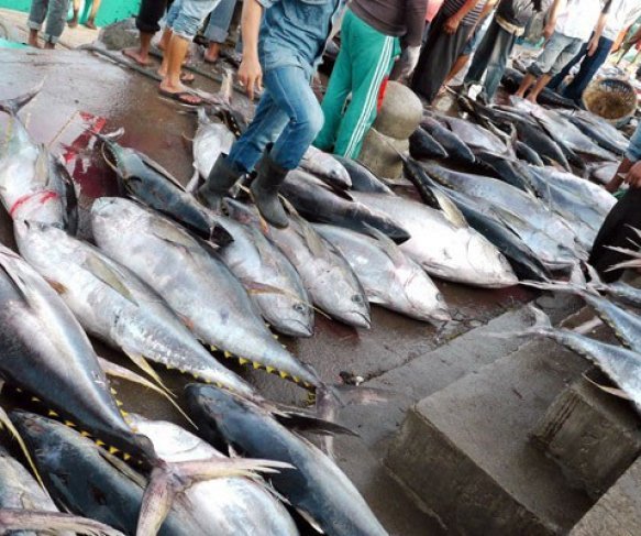 Hasil tangkapan ikan dari para nelayan di Kabupateen Sukabumi, Jawa Barat.
