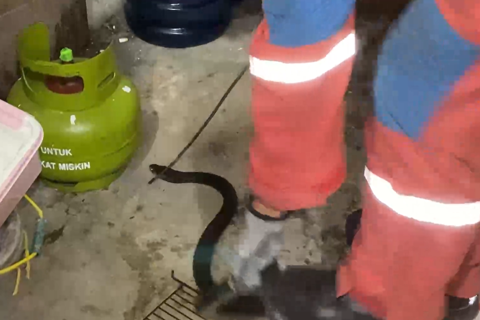 Petugas berusaha mengevakuasi ular.