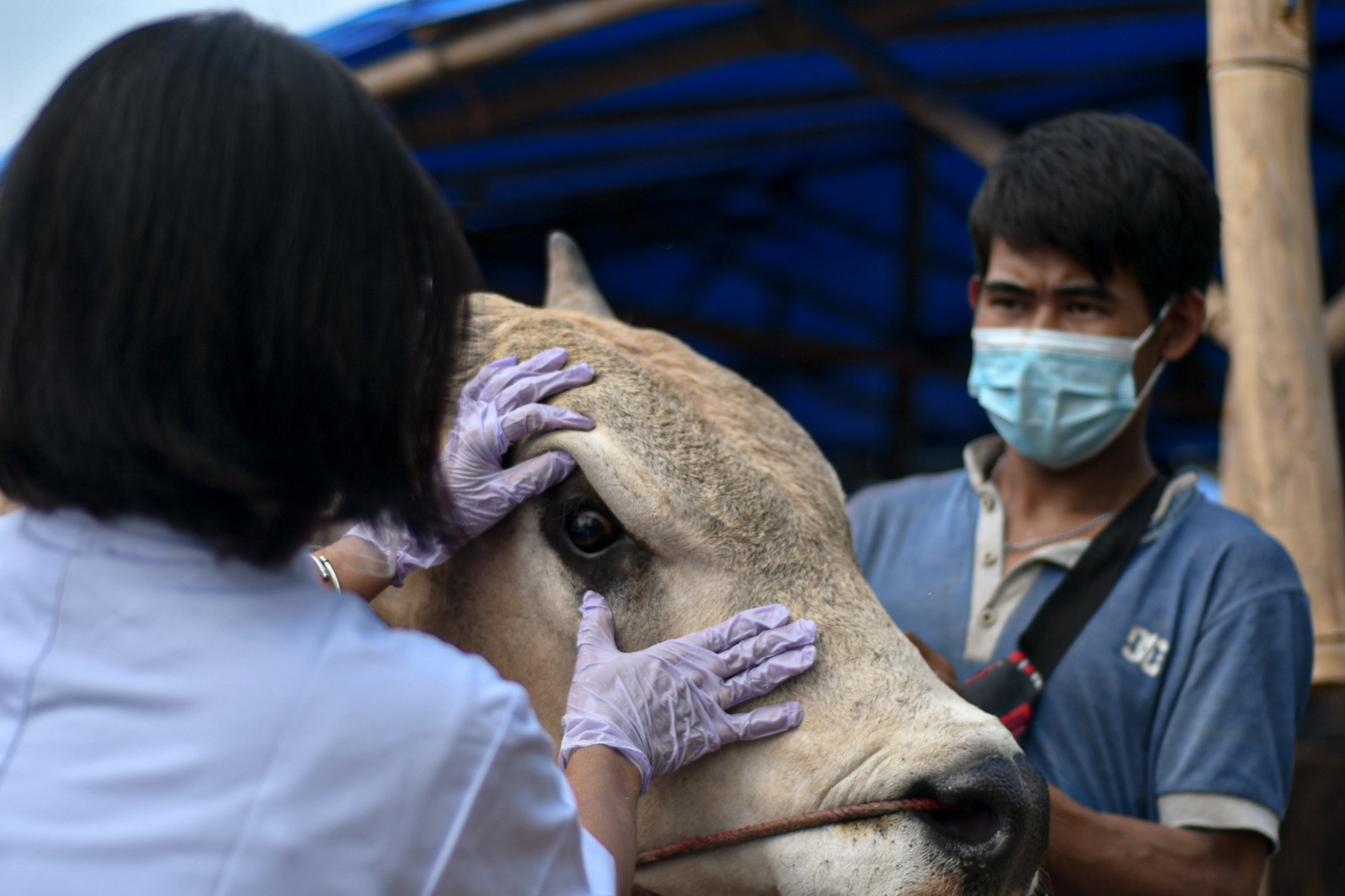 Sudin KPKP Jaksel Pastikan 15.445 Hewan Kurban Aman