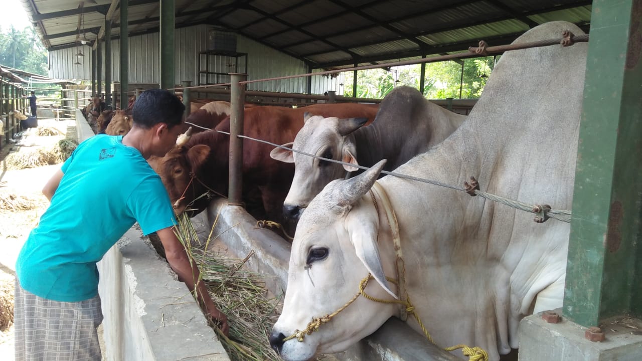 Seorang pekerja sedang memberikan pakan sapi kurban