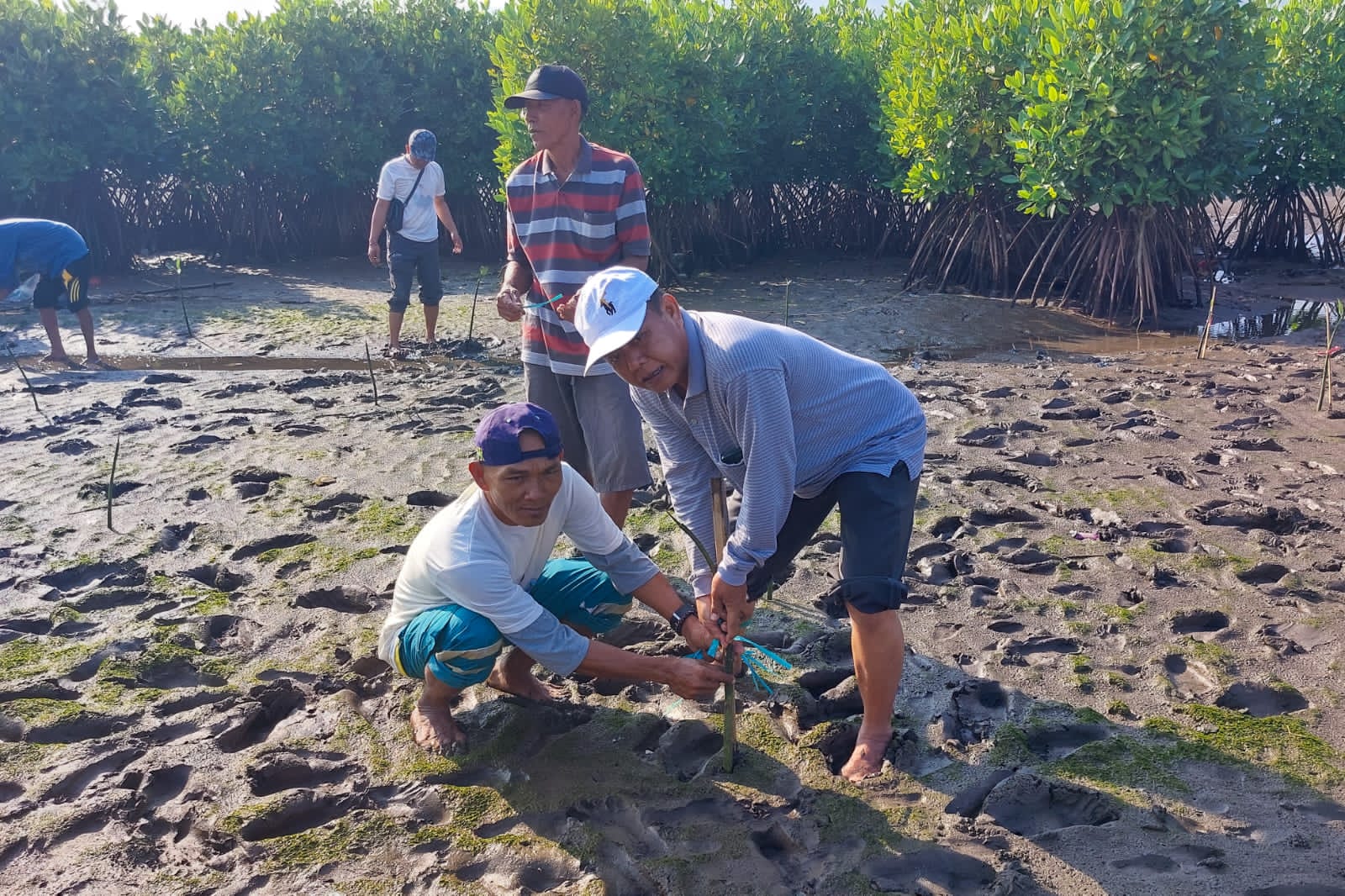 penanaman pohon mangrove di Jember, Jawa Timur