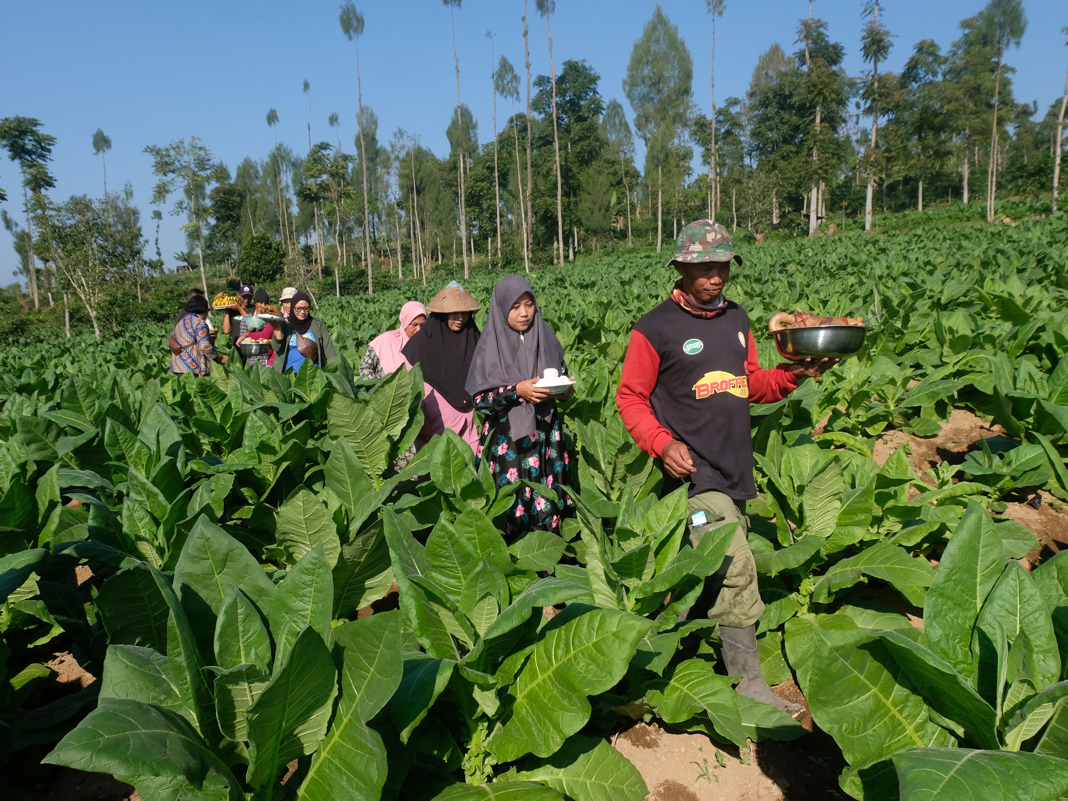 Kegatan selamatan memulai panen tembakau digelar petani setempat sebangai wujud permohonan kepada Tuhan agar diberi hasil panen melimpah.