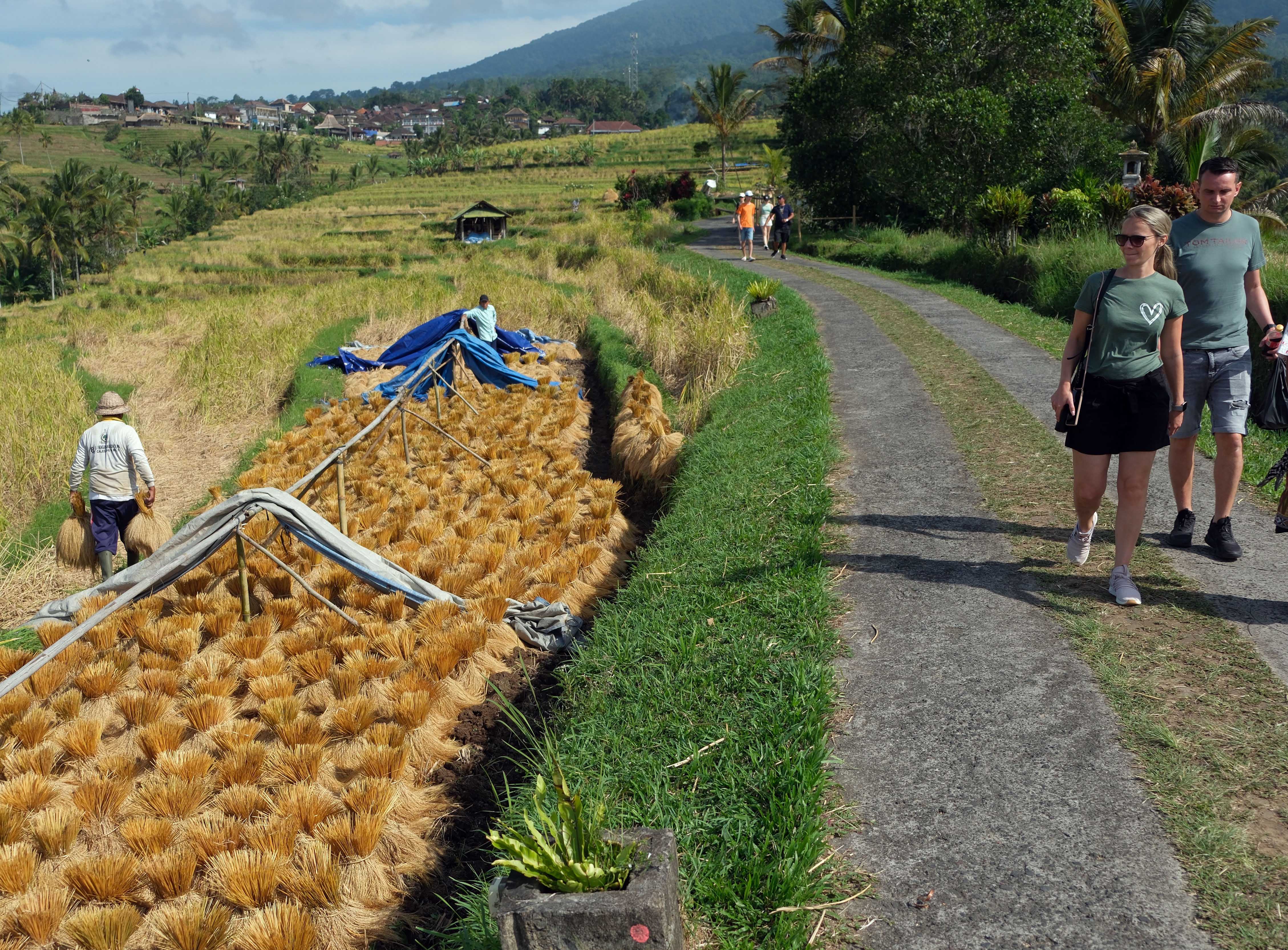 Panen raya beras merah di Tabanan, Bali