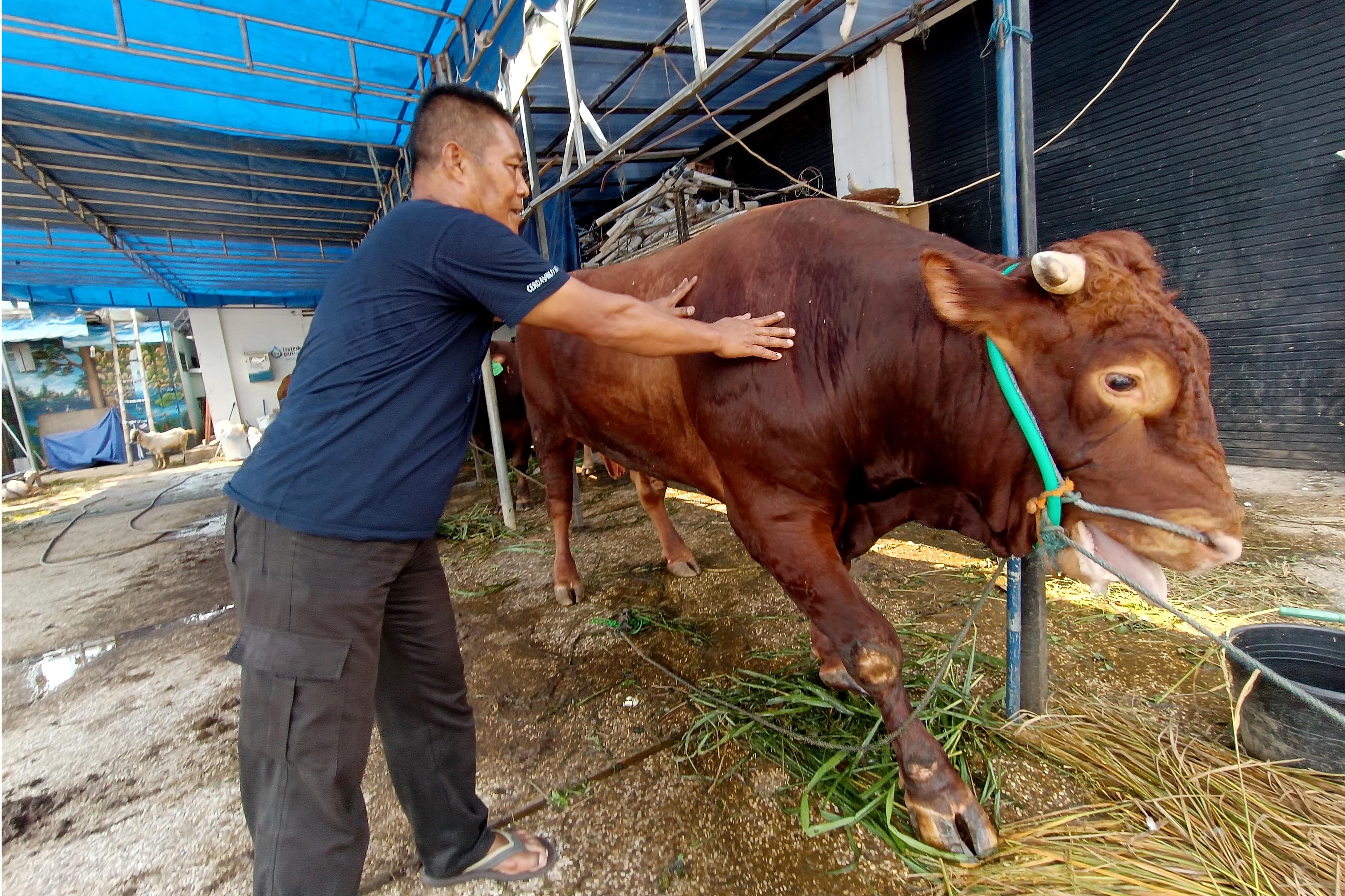 api kurban Brahmana milik Surya Paloh yang disiapkan untuk kemudian disalurkan di Kantor Akademi Bela Negara (ABN) NasDem 