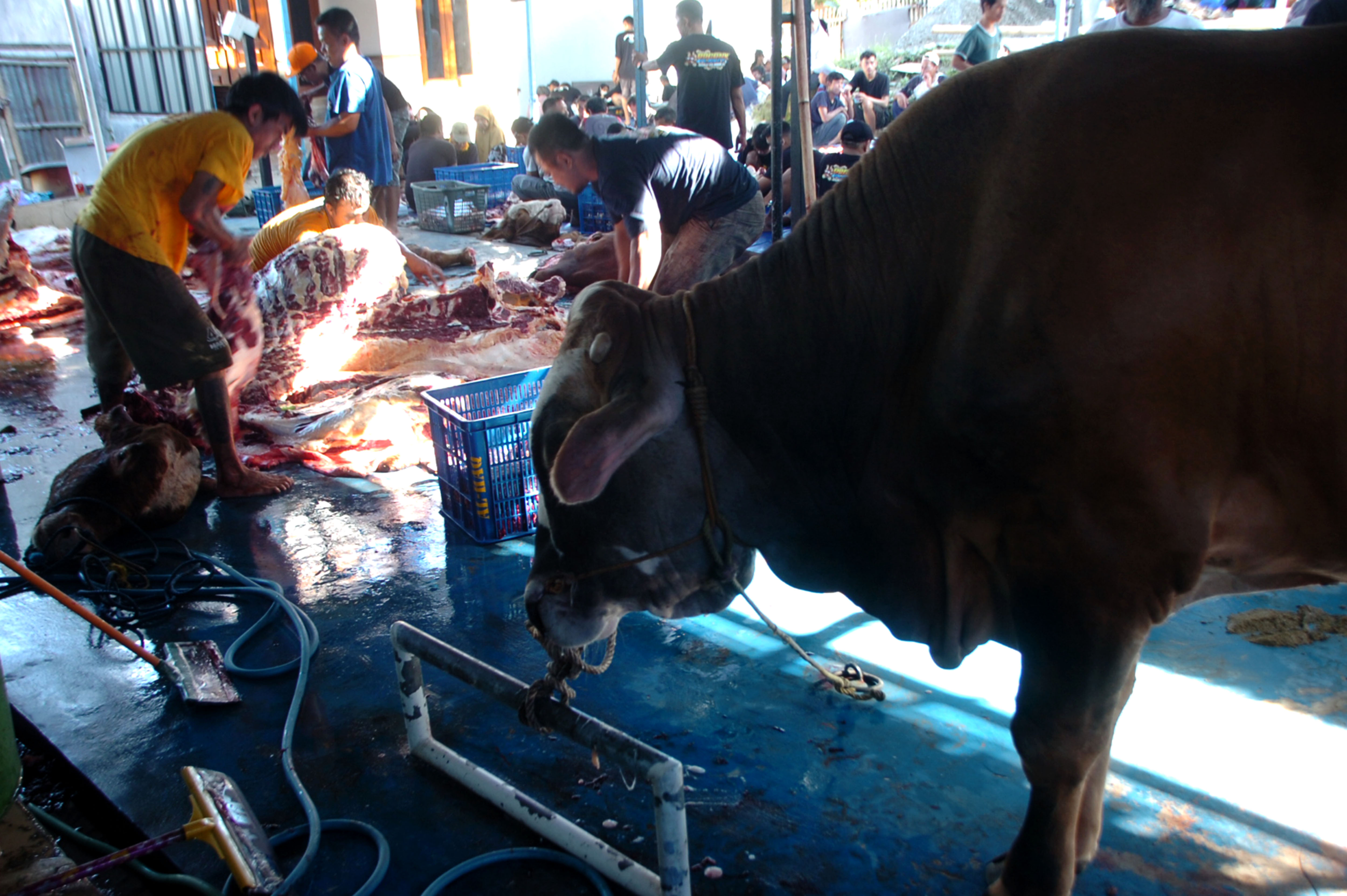 Pemotongan hewan kurban. 