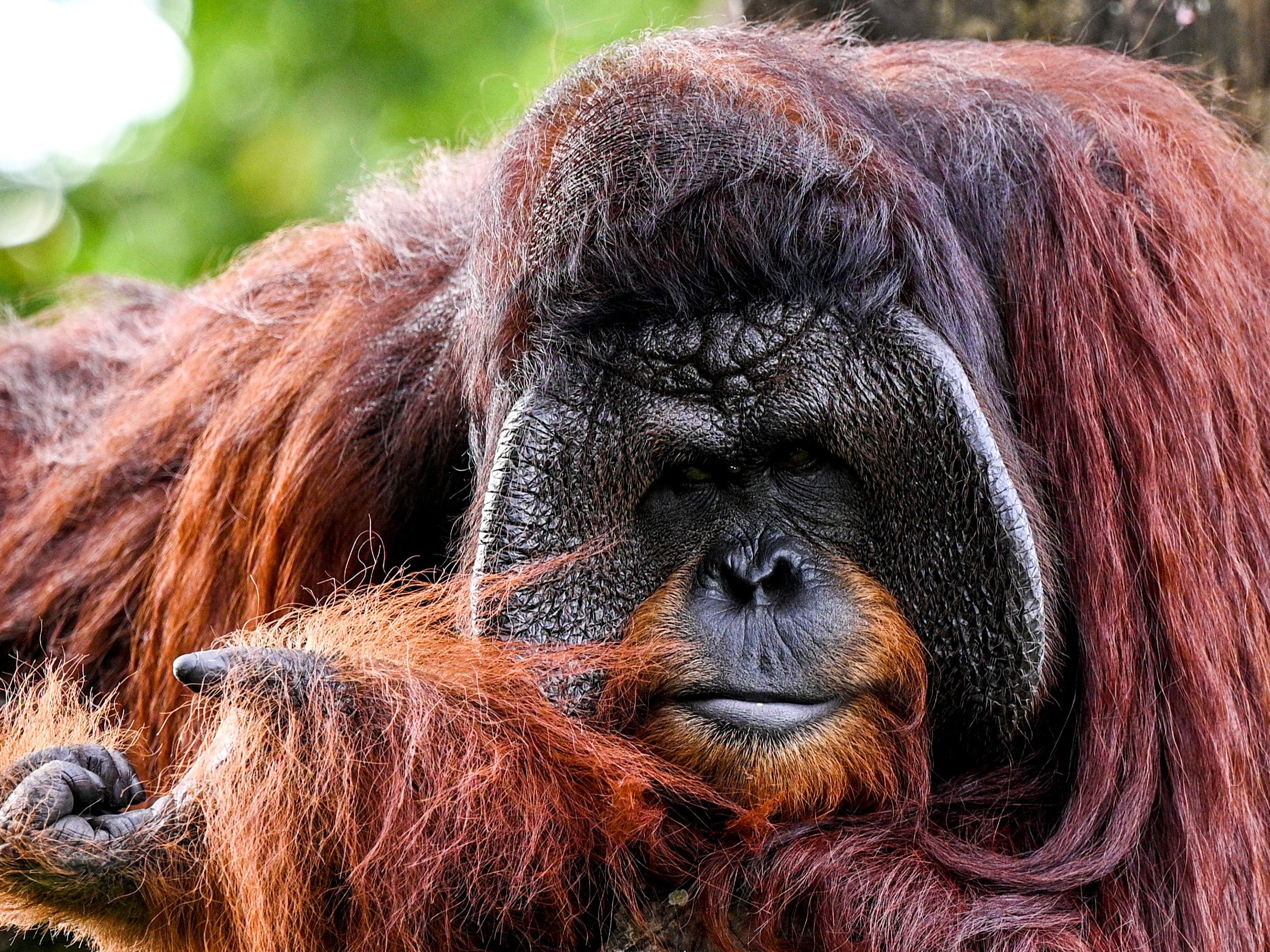 Ilustrasi orangutan.
