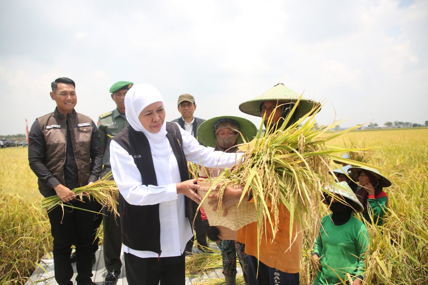 Gubernur Jawa Timur Khofifah Indar Parawansa saat panen raya padi di Tuban. Rabu (8/3). 