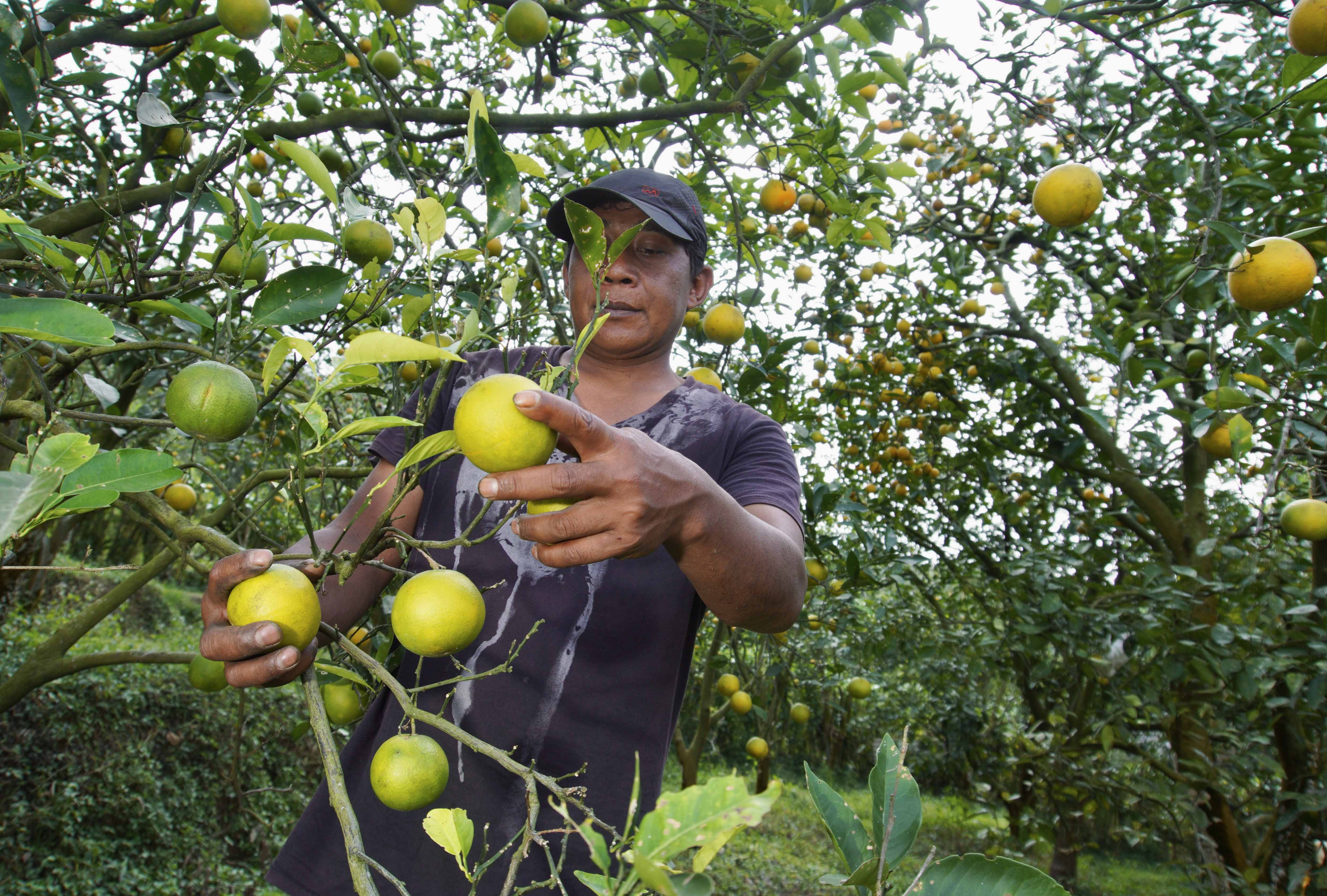Petani memanen jeruk jenis baby java di bekas lahan apel miliknya di Batu, Jawa Timur, Rabu (21/6/2023).