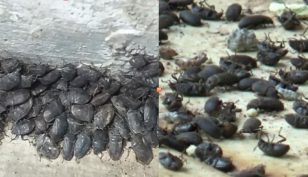 Serangan Serangga Lembing Terjadi di Indramayu