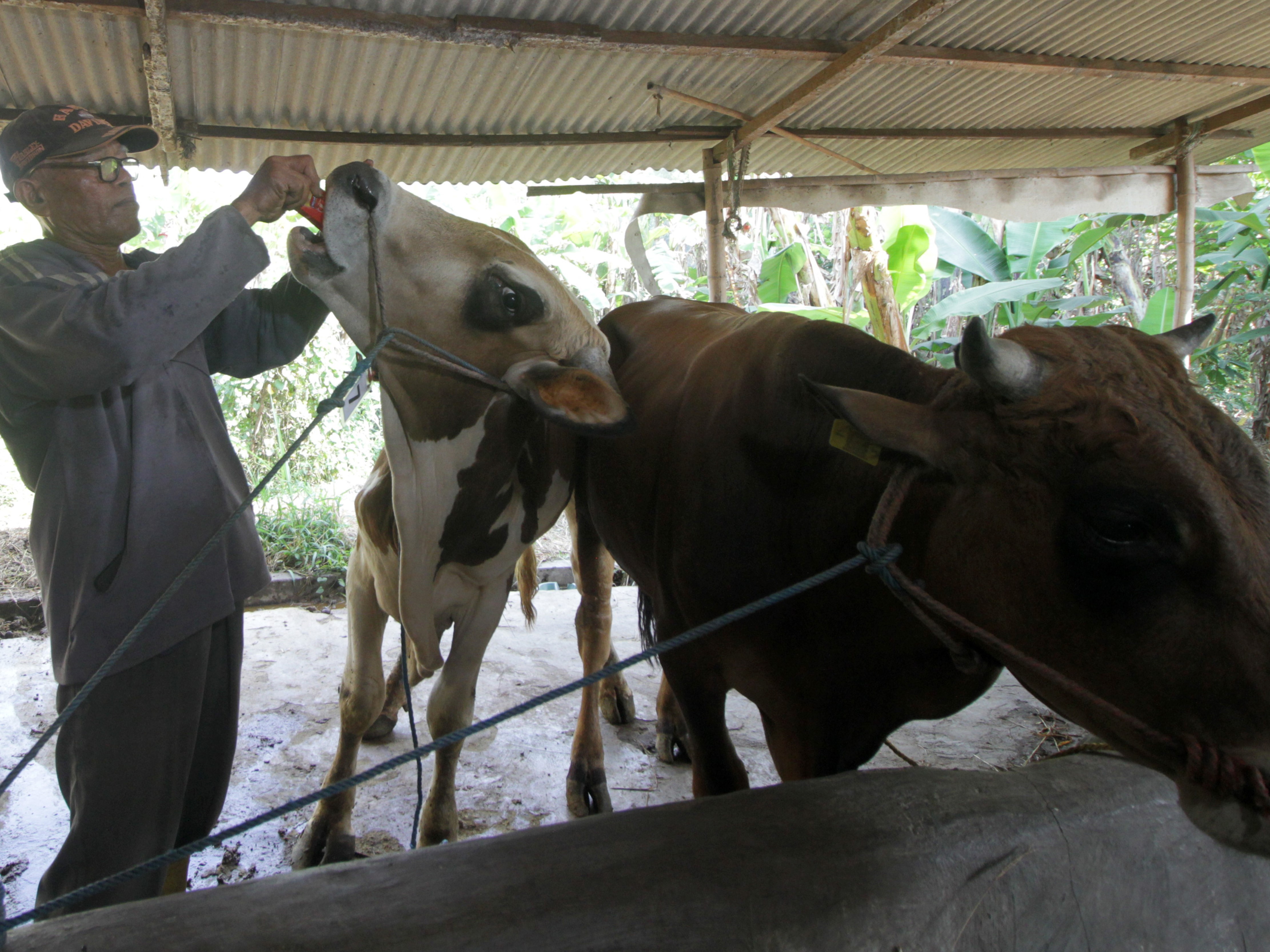 Belum Akikah tapi Mau Kurban, Bolehkah?