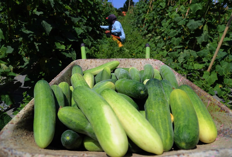 Ilustrasi - Mentimun memang segar untuk dikonsumsi, tapi jangan berlebihan karena sangat berbahaya.