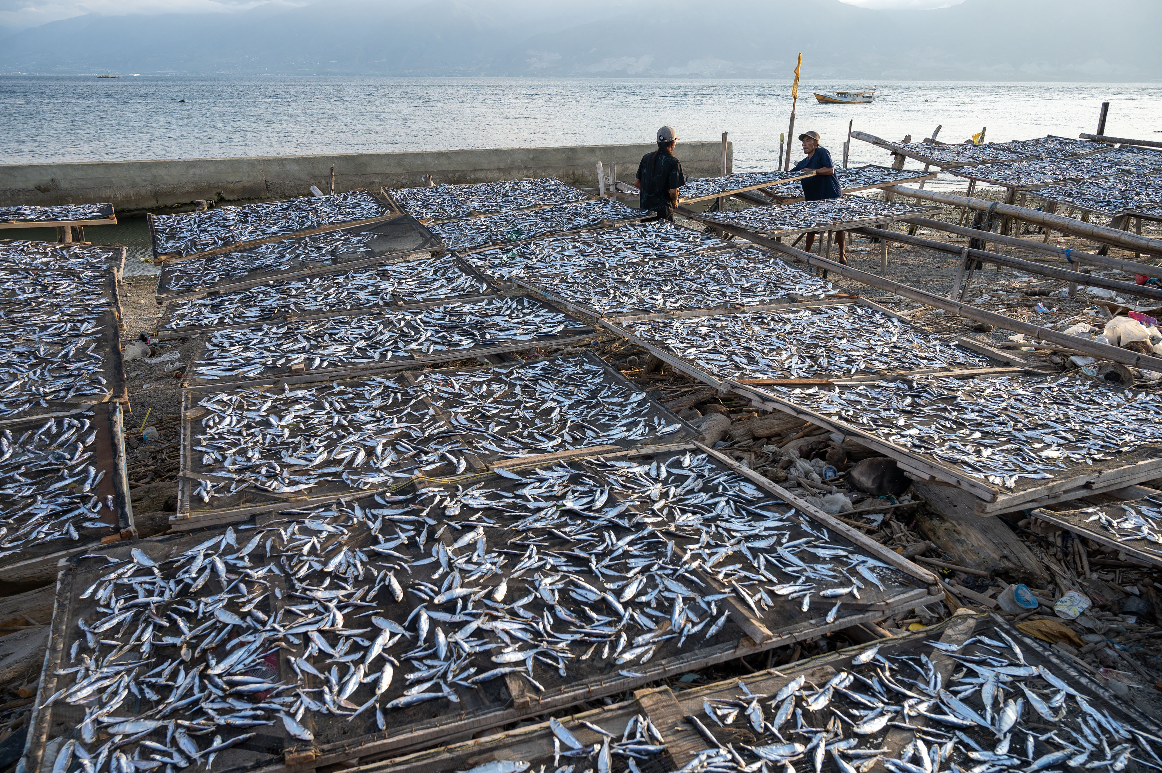 Nelayan mengeringkan ikan hasil tangkapan. 