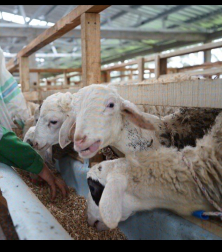 Peternakan Terpadu Dompet Dhuafa untuk Penuhi Kebutuhan Idul Adha