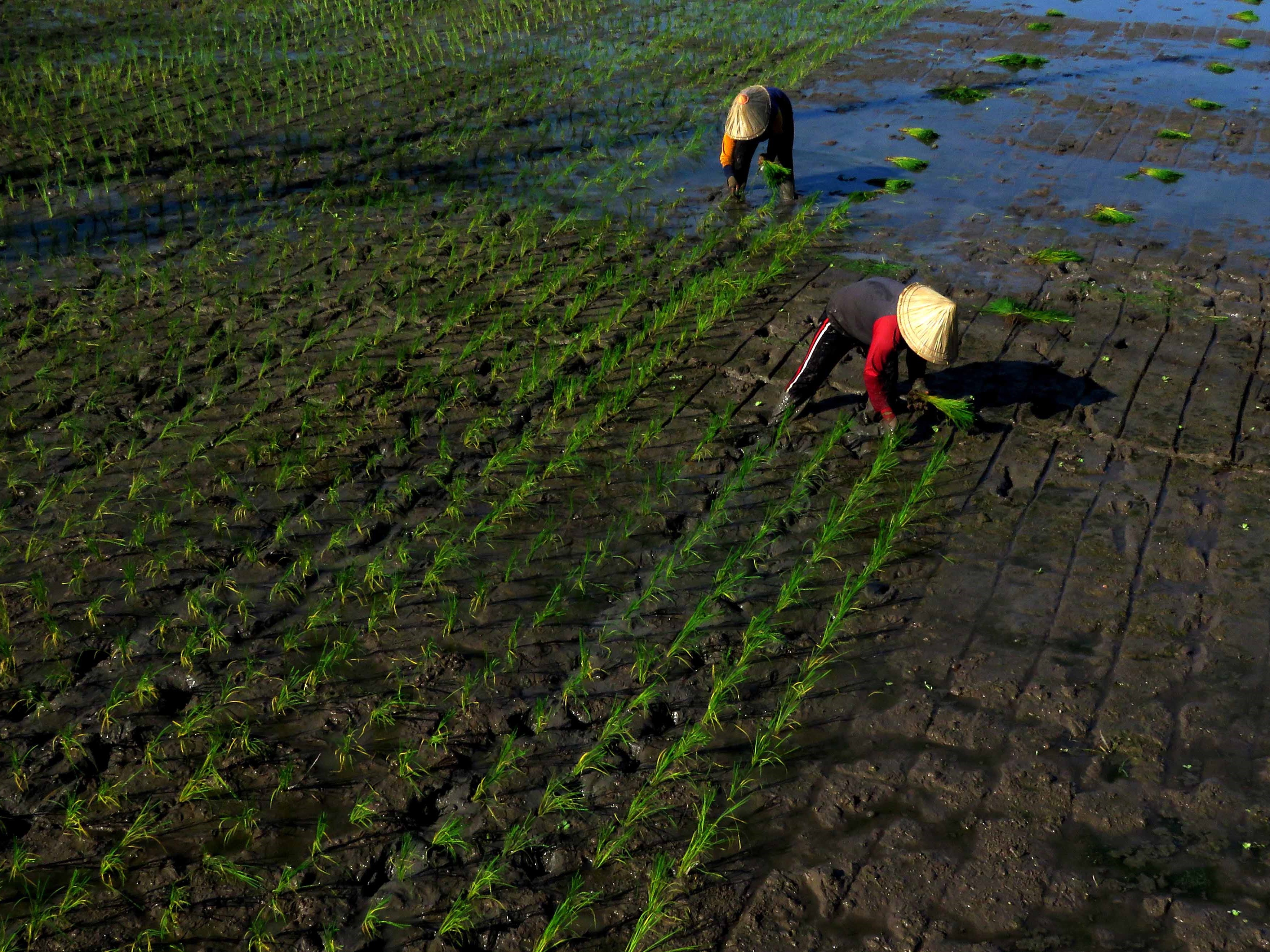 Dua petani menanam padi di persawahan Kecamatan Somba Opu, Kabupaten Gowa, Sulawesi Selatan, Jumat (9/6/2023).