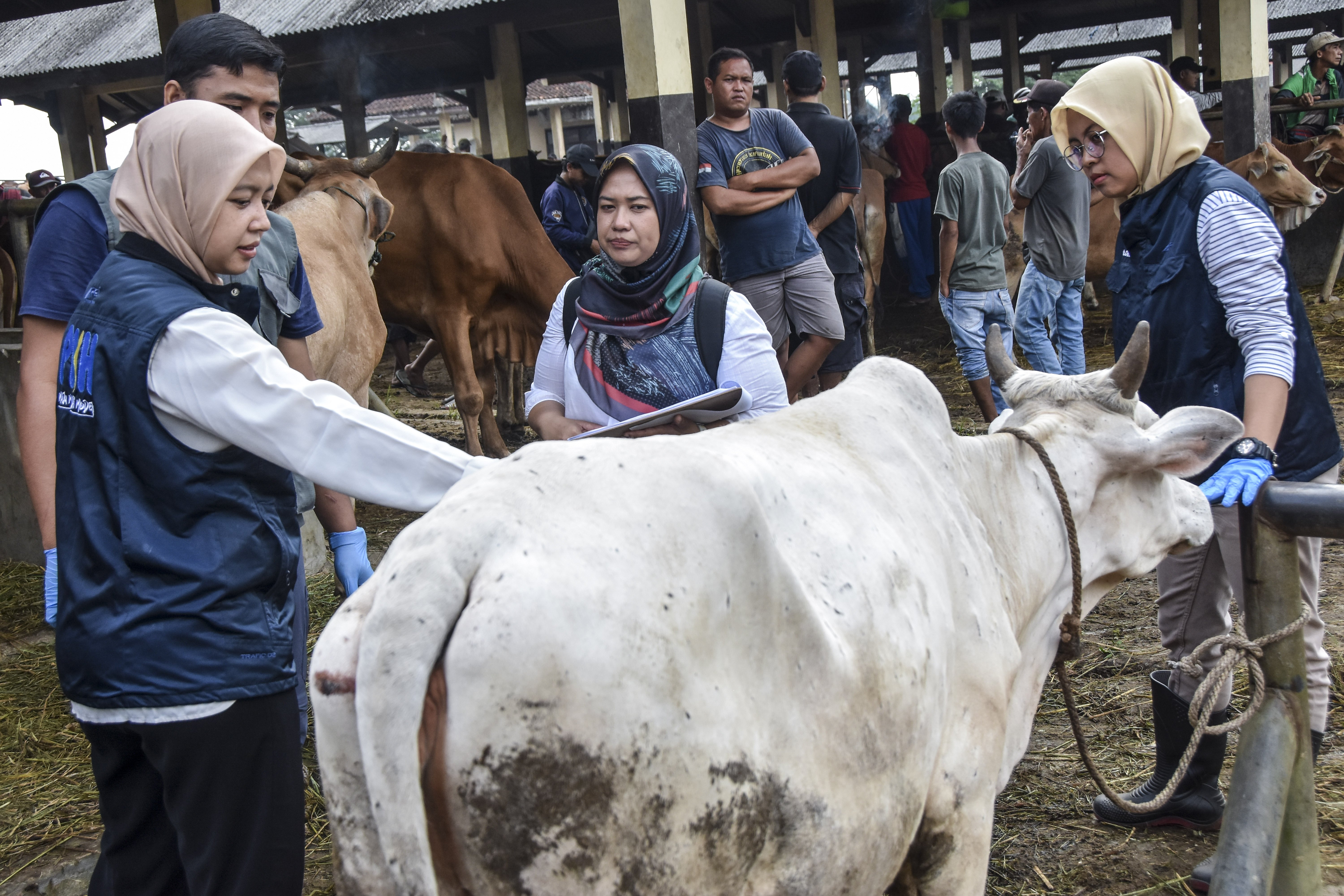 Petugas memeriksa kesehatan sapi di Pasar Hewan Manonjaya, Kabupaten Tasikmalaya, Jawa Barat, Rabu (21/6).
