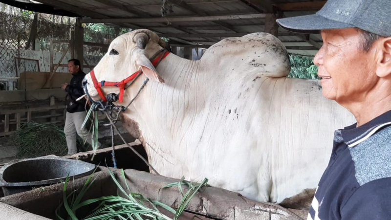 Mbah Kasno dengan sapinya yang batal dibeli tim utusan Presiden Jokowi.