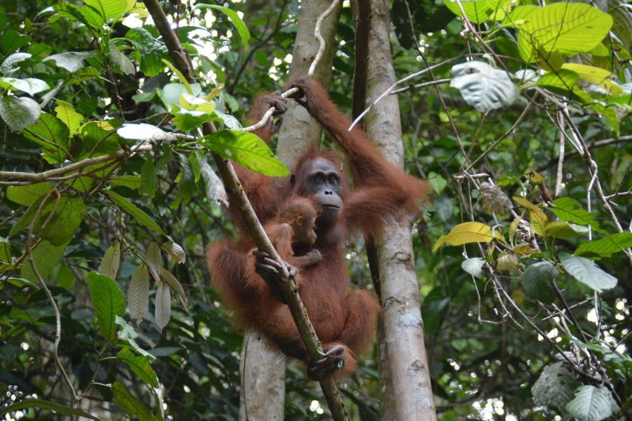 Foto orangutan di hutan Kalimantan Tengah.