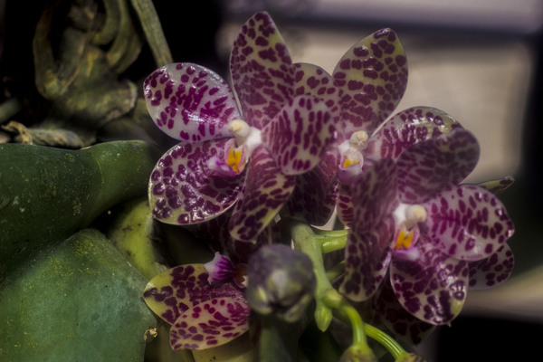 Salah satu jenis bunga anggrek dari Meratus, Phalaenopsis gigantea.