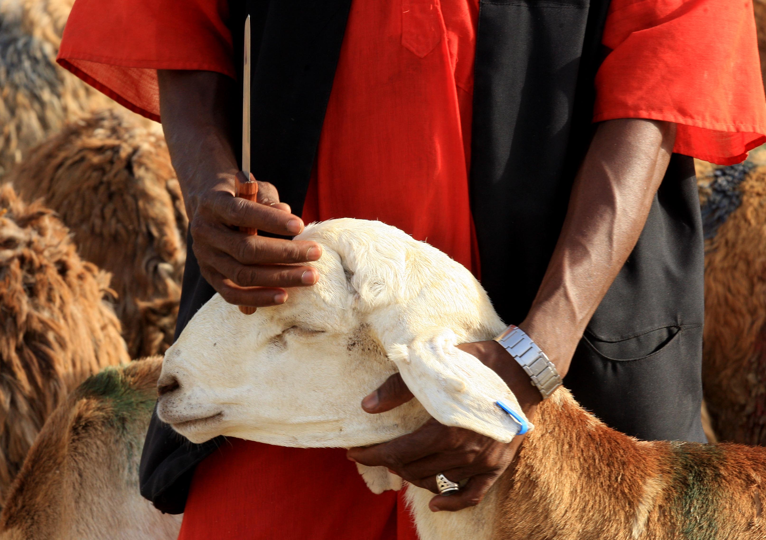Kambing kurban di Pasar Ka'kiyah, Mekah, Arab Saudi, yang akan disembelih sebagai pengganti dam haji.